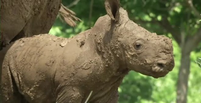 Nace un rinoceronte blanco macho en un zoo de Cuba