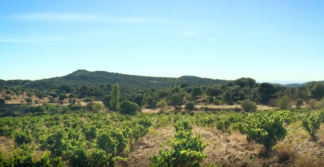 La futura Ley de Agricultura Familiar protegerá "determinadas zonas" de Castilla-La Mancha de las plantas fotovoltaicas