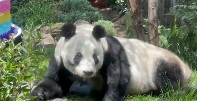 Dos osos panda de un zoo de México se convierten en los más longevos de su especie en cautividad