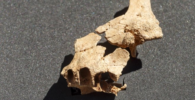 Hallan en Atapuerca el 'rostro' del primer europeo