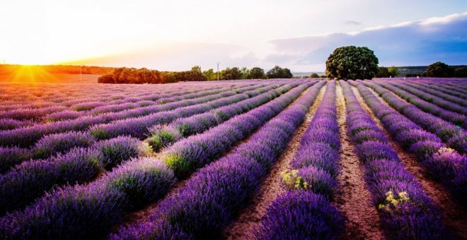 Lavanda en flor, una experiencia sensorial en el jardín de la Alcarria