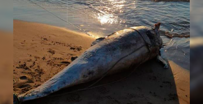 Aparece muerto un delfín en la playa de la Patacona de València