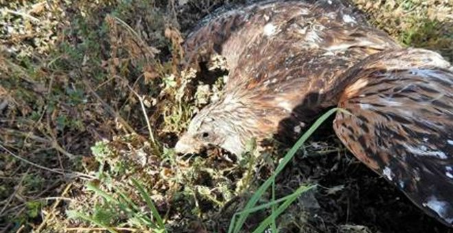 Alarma en la provincia de Toledo: la intoxicación por veneno y la caza ilegal provocan la muerte de rapaces protegidas