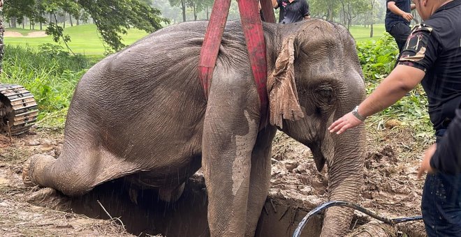 La conmovedora reanimación que ha salvado a un elefante en Tailandia