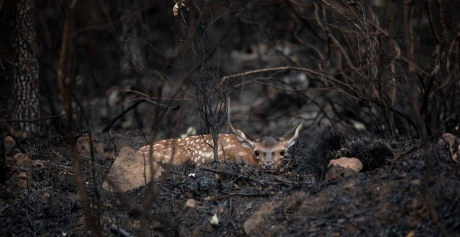 Estas son las grandes pérdidas que deja el incendio forestal en la sierra de la Culebra