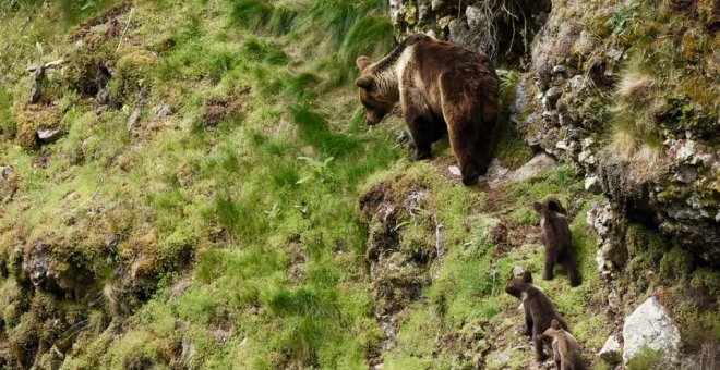 Cómo ver al oso pardo en Asturias de forma responsable