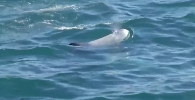 Decenas de delfines chapotean en el puerto chileno de Valparaíso