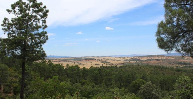 Castilla-La Mancha destinará 24 millones para reforzar el sector forestal y prevenir incendios a través de ayudas