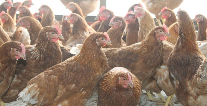 Mueren asfixiadas 5.000 gallinas en una granja por la ola de calor