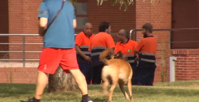 Hoy se celebra el Día Mundial del Perro