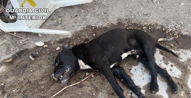 Investigado un hombre por abandonar a un perro que murió por la ola de calor