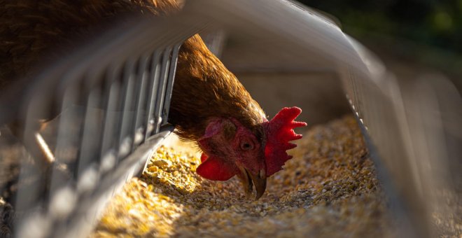 Mueren 5.000 gallinas asfixiadas por la ola de calor en una granja cántabra