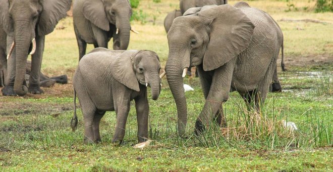 La genética de los elefantes explicaría por qué estos animales apenas tienen cáncer