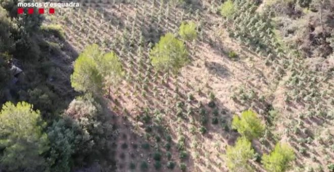 Detenidas dos personas por cultivar 3.617 plantas de marihuana en Tarragona