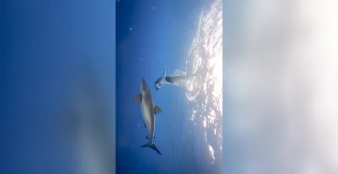 ¿Qué hacer si vemos un tiburón? Los oceanólogos recomiendan no huir de ellos
