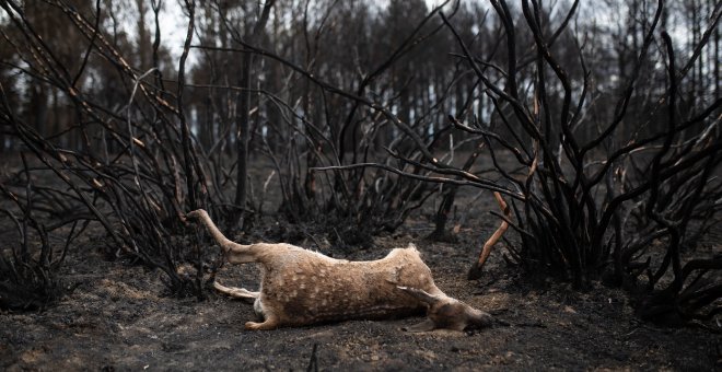 La Fiscalía investigará al consejero de Medio Ambiente de Castilla y León por el incendio de Sierra de la Culebra