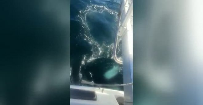 Un velero sufre daños tras ser atacado por unas orcas en Corrubedo