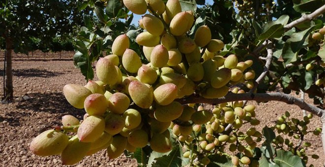 El cultivo de pistacho aumenta su superficie en Castilla-La Mancha un 1260 por cien en diez años