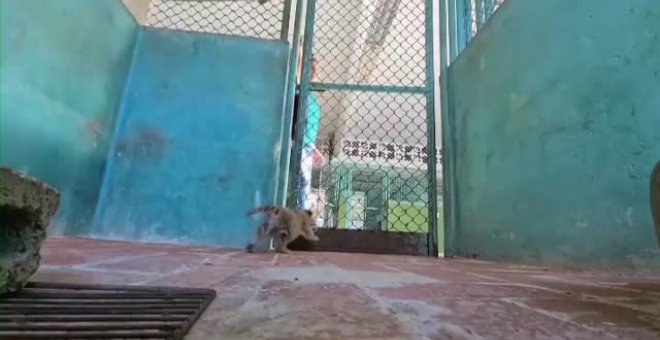 Nace un tigre de Bengala en el zoológico nacional de Cuba