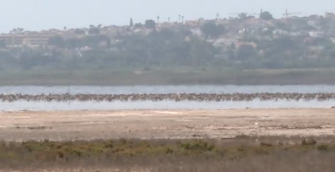 La cría de flamencos en la laguna rosa de Torrevieja florece un año más