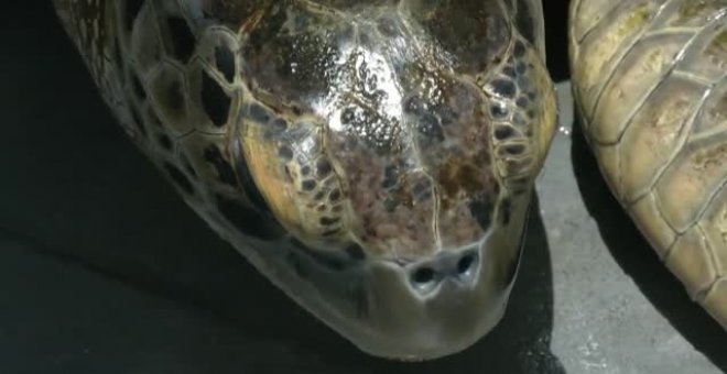 El calor hace que solo nazcan tortugas hembras en Florida