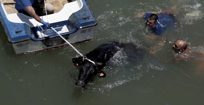 Bous al carrer, toros embolados, bous a la mar y otros festejos basados en el maltrato animal