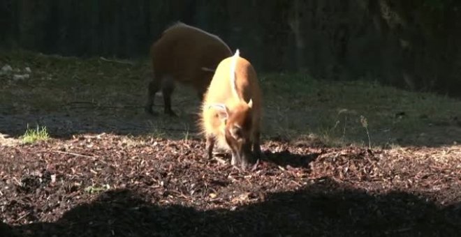 La ola de calor alemana afecta a los animales del zoológico