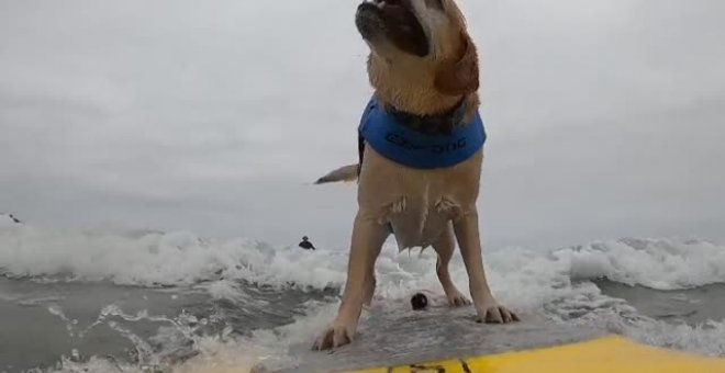 California acoge el Campeonato Mundial de Surf para perros