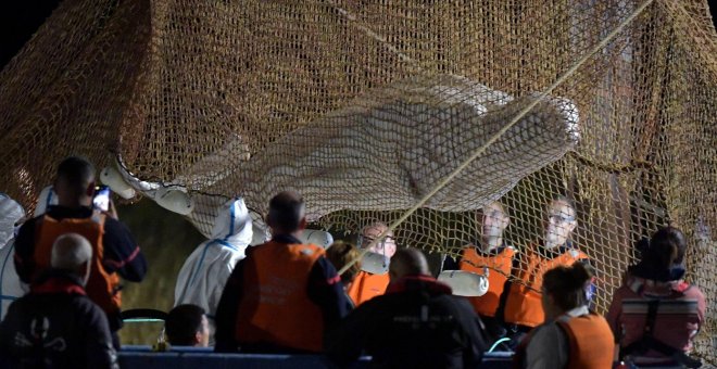 Muere la beluga de 800 kilos que había sido rescatada en el río Sena a 70 kilómetros de París