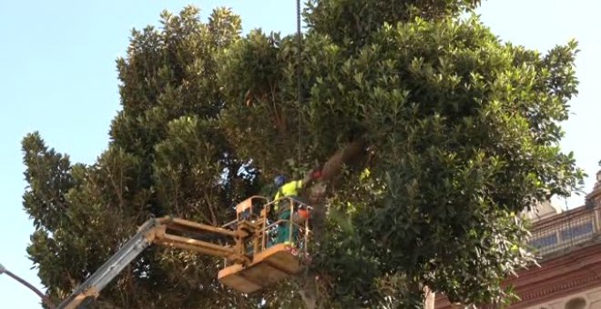 El barrio sevillano de Triana se resiste a la tala de su ficus centenario