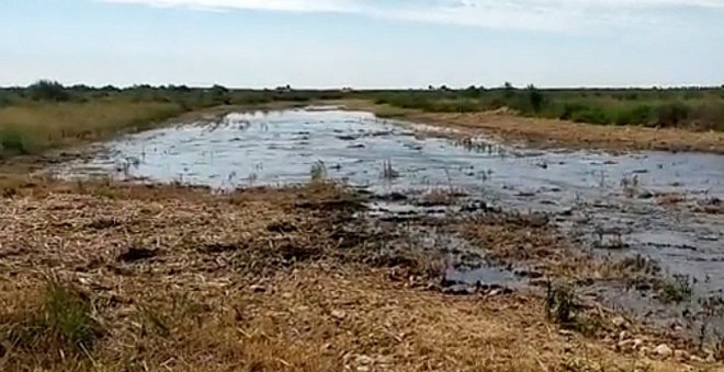 Los ecologistas ven en el trasvase a Las Tablas  una "chapuza" para enmascarar la situación del humedal