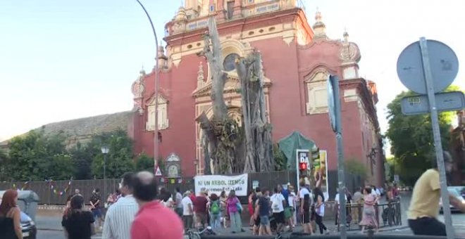 El ficus de Triana se mantiene en pie a la espera de la decisión del juez