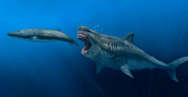 Un modelo 3D desvela que el megalodón podía devorar presas del tamaño de una orca entera