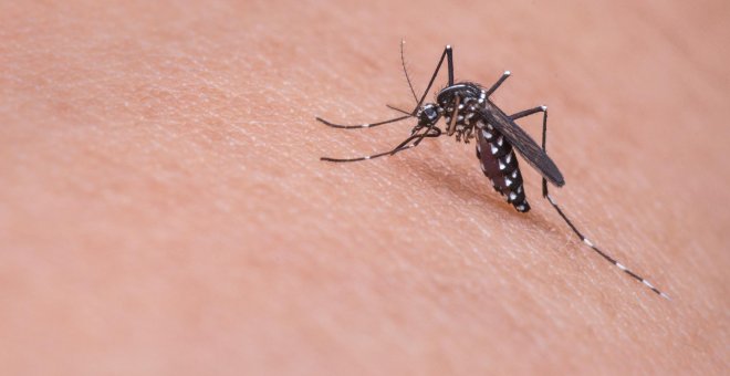 Por qué los mosquitos sienten devoción por el color rojo