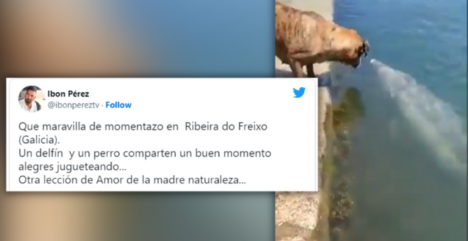 La entrañable escena de un perro y un delfín en Galicia que comienzan a jugar en el agua