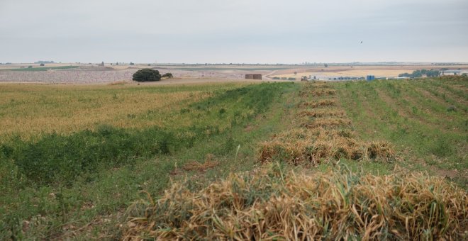 Científicos del CSIC crean un modelo matemático que predice la respuesta de los cultivos contra la crisis climática