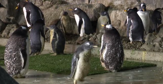 Nacen diez pingüinos en pleno verano en Madrid