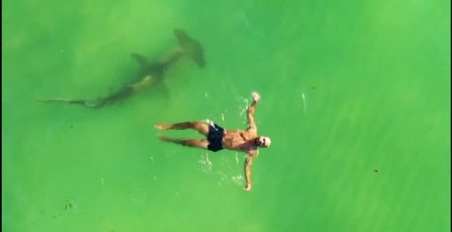 Los tiburones frecuentan las aguas de las concurridas playas de Miami, según un estudio de la Universidad