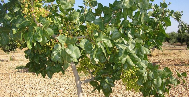El sector del pistacho castellanomanchego se siente "utilizado" con precios cada vez más bajos y no ajustados al mercado