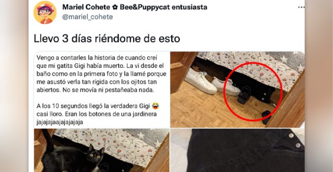 La tronchante historia de una mujer asustada por la extraña cara de su gata que las redes han viralizado: "Llevo tres días riéndome de esto"