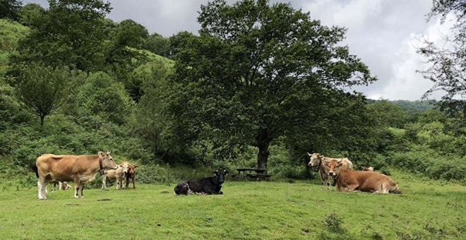 Cantabria reparte más de un millón de euros entre cerca de 1.000 ganaderos por servicios ambientales en zonas loberas