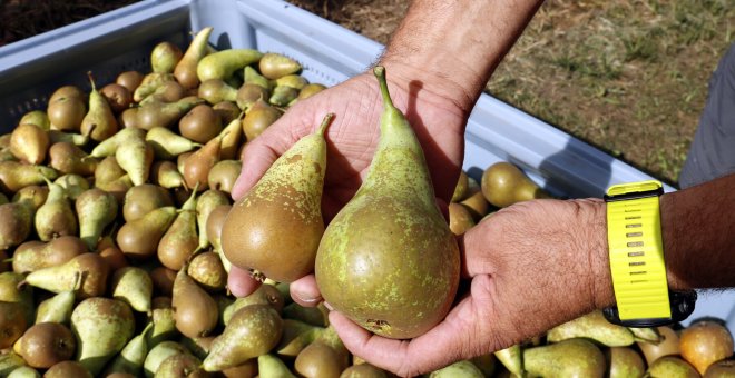 El sector de la fruita demana al consumidor que enguany es fixi més en el sabor de les peres i pomes que en l'estètica