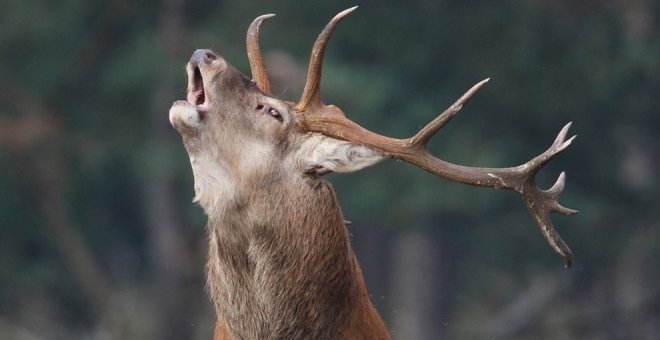 Cabárceno pone en marcha visitas guiadas nocturnas para disfrutar de la berrea y la ronca