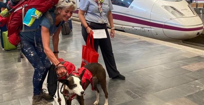 Los perros de hasta 40 kilos ya viajan en tren