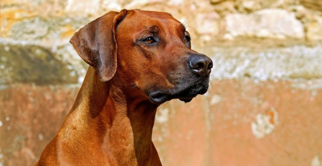 Alianza Verde pide al PSOE que retire su enmienda a la Ley de Bienestar Animal que deja fuera a los perros de caza