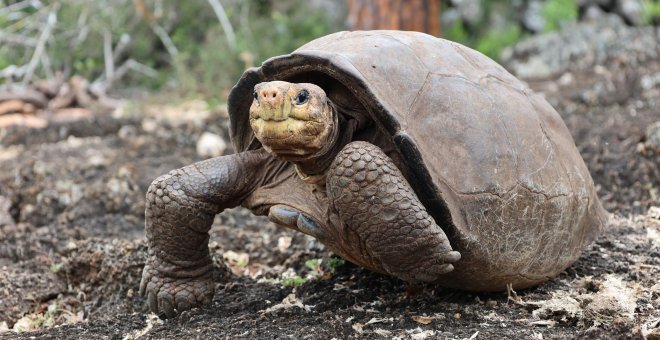 Se buscan parientes de Fernanda, la tortuga de Galápagos que se creía extinta