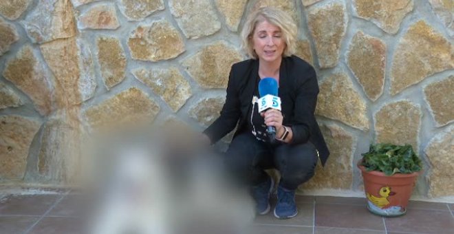 La historia de Lola, uno de los mil perros de maltratadas acogidos en casas de voluntarios