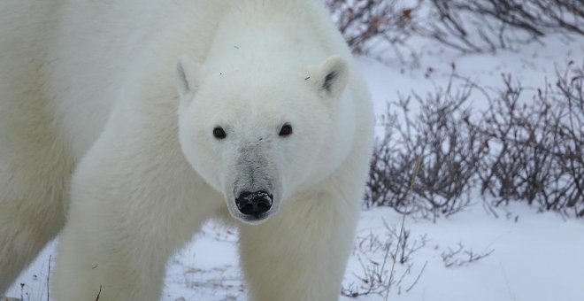 ¿Por qué deberían importarle a Fernando Savater los osos polares?