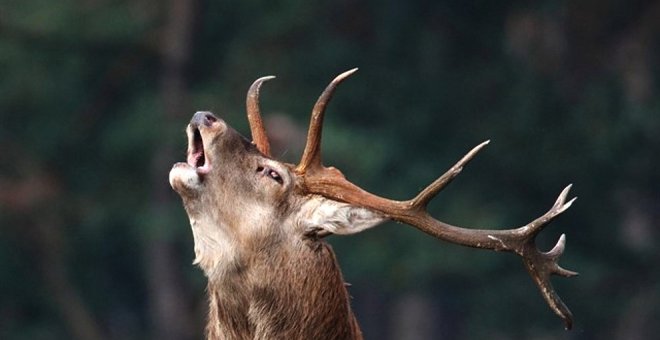 La berrea del ciervo en Cantabria, un acontecimiento único