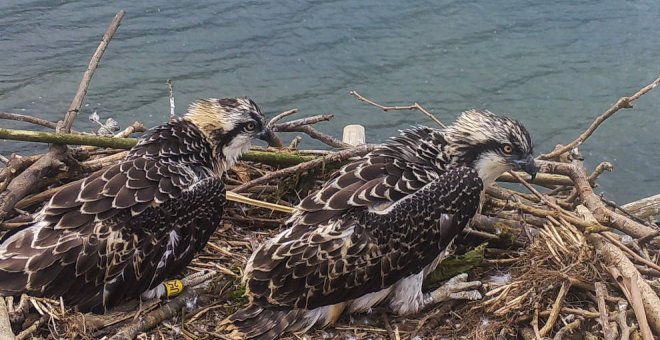 Las dos águilas pescadoras que nacieron en la bahía de Santander viajan hacia el sur